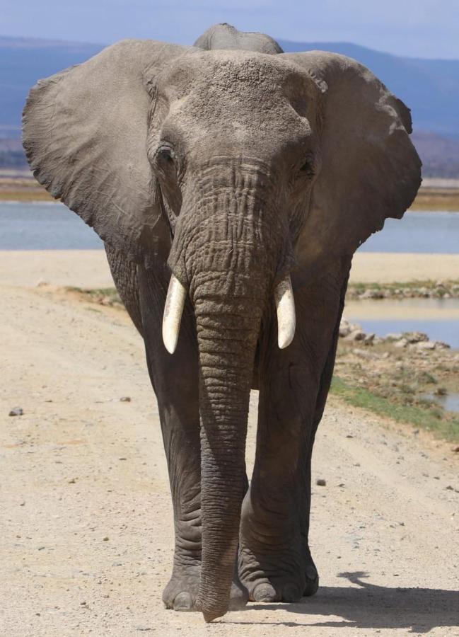 Amboseli Redhouse Daire Dış mekan fotoğraf