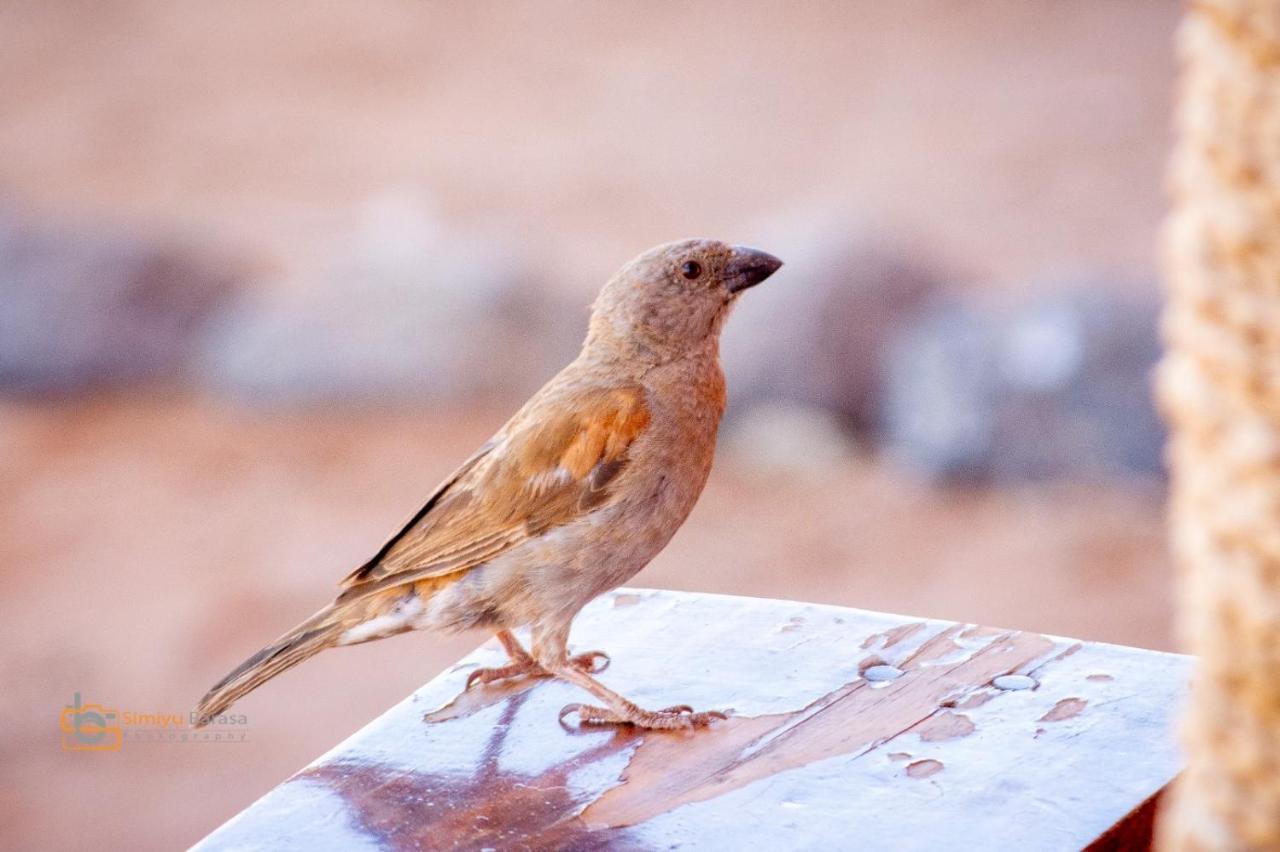Amboseli Redhouse Daire Dış mekan fotoğraf